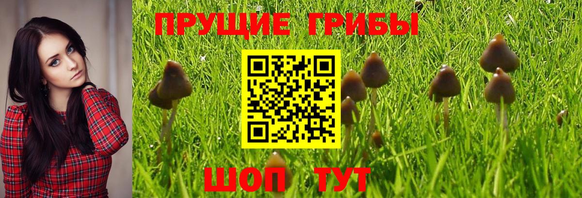 Советск  Псилоцибиновые грибы Psilocybe  Вход с VPN 